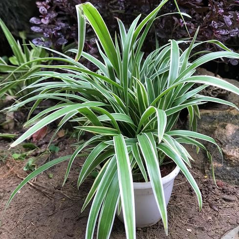 30 graines de plantes fraîches de Chlorophytum