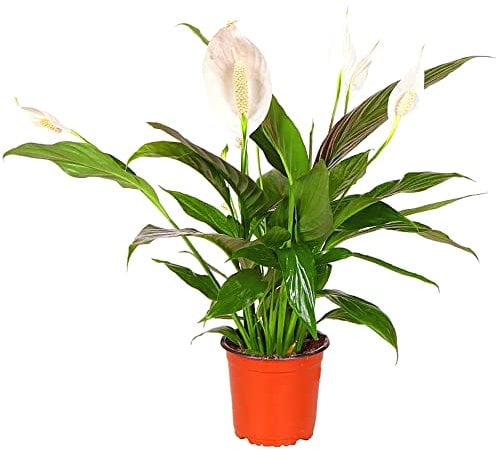 Spathiphyllum 'Peace Lily' Large House Plant - Live Indoor House Potted Tree Perfect for Office, Home, Bedroom, Kitchen and Living Room, Delivered Next Day Prime