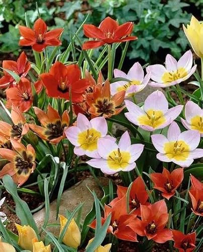 Colour Symphony Bee Wild Mix, Nektarspender für Nützlinge, mehrjährig und winterhart, gute Verwilderung, Wuchshöhe 10-20cm