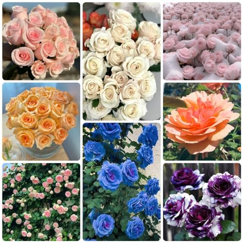 50 Pcs Rosen Samen, Kletterrosen Samen - Bienenweide Saatgut Mehrjährig, Geschenke Für Gartenfreunde Rankhilfe Rosen Samen, Bodendeckerrosen, Strauchrosen, Pflanzen Für Draußen Winterhart