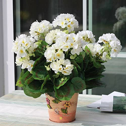 Rotyroya 100 Unids Semillas de Plantas Semillas de Pelargonium Geranio Flor Jardín Balcón Bonsai Maceta Decoración de Plantas Blanco Semillas de geranio