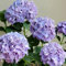 300 pz semi resistenti di piante di ortensia - semi di fiori perenni resistenti, semi di fiori tetti verdi piante da giardino piante in vaso resistenti, fiori resistenti piante in