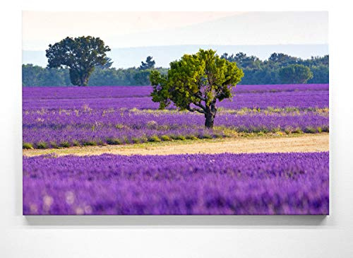 BilderKing Lavendelbild im Groß-Format 120x80cm, Lila Felder - als großes XXL Leinwandbild. Wandbild als Hintergrund und Deko für Wohnzimmer & Schlafzimmer. Aufgespannt auf Holzrahmen