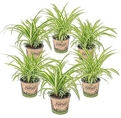 Graslélie | Chlorophytum 'Variegatum' par 6 tigres - PetFriendly - Kamerplant ⌀12 cm - 25 cm
