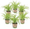 Graslélie | Chlorophytum 'Variegatum' par 6 tigres - PetFriendly - Kamerplant ⌀12 cm - 25 cm