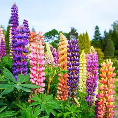 400 Stück lupinensamen mehrjährig winterhart lupinen samen - Seltene Pflanzen serie - mix bienenweide bonzai balkon pflanze geschenk für pflanzenliebhaber gartenpflanzen pflanzensamen geschenk