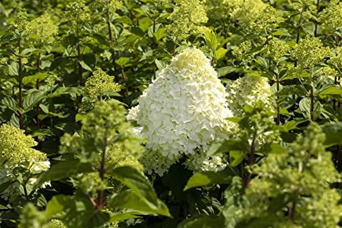 Hydrangea paniculata 'Grandiflora' 60-100 cm - Rispenhortensie, weiße Blüten, Blütezeit Juli-September, ideal für Rabatten, pflegeleicht und winterhart