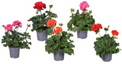 Flores Naturales - Set 5 Geranios - Planta de Exterior- Geranios de Colores para Terraza y Jardín