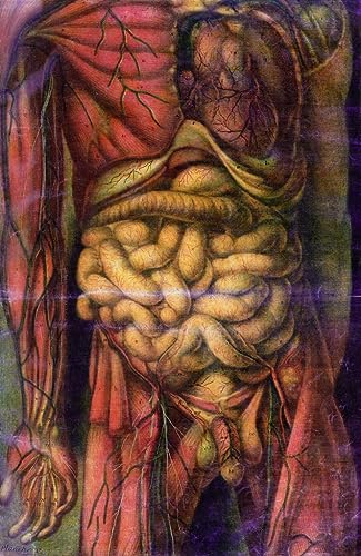 MNMSBFXQ Classic Painting Famous Artwork Modern Canvas Painting Torso of a Man Showing the Intestines by Jacques Fabien Gautier D'agoty for Office Decor 60x90cm