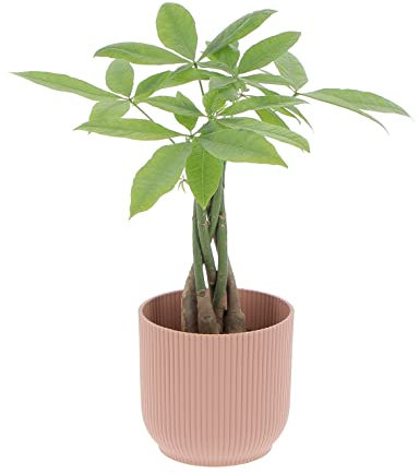 KENTIS - Pachira Acquatica - Pianta da Interno Portafortuna - Piante Vere da Appartamento - H 25-35 cm Vaso Ø 12 cm