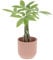 KENTIS - Pachira Acquatica - Pianta da Interno Portafortuna - Piante Vere da Appartamento - H 25-35 cm Vaso Ø 12 cm