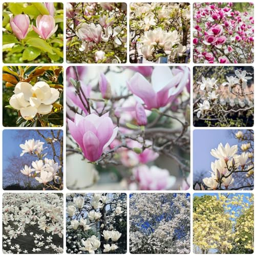 75 pcs magnolien pflanzen samen bonsai topf kräutergarten geschenk magnolienbaum,Magnolia denudata,magnolie, winterharte kübelpflanzen bonsai baum pflanztöpfe steingartenpflanzen