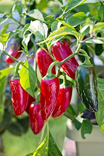 Peperoncino JALAPENO (Capsicum annuum) - SEMI