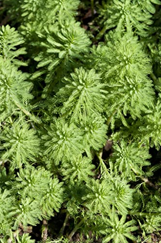 Myriophyllum - Planta de estanque y oxígeno en maceta de vivero (11 cm, altura 15 cm)