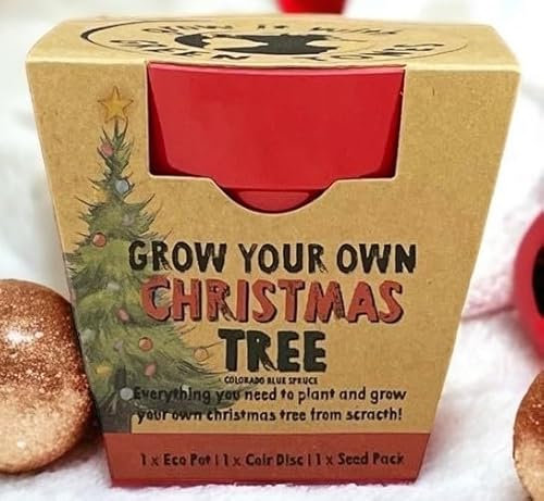3 x Grow Your Own Christmas Tree Seed Kits - Eco Growing Planting Pack - Gardening Gardener Gift - Family Kids Children Kraft Activity