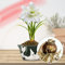 Amaryllis Double White, 1 bulbo di grandi dimensioni 26/30, Esclusivo, Bulbi da fiore, piante e fiori dall'Olanda, Autentici Hippeastrum (senza semi, cera e non artificiali)