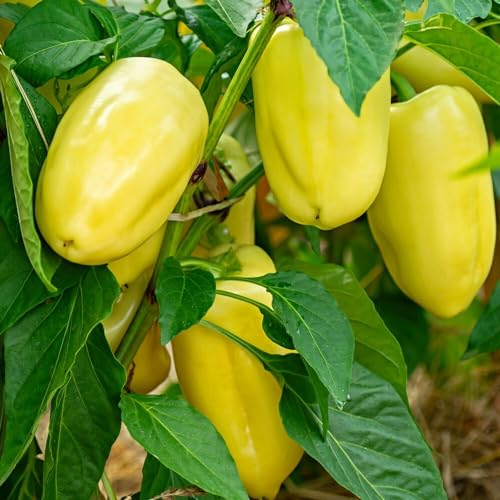 Paprika Pusztagold Samen für ca. 20 Pflanzen - ungarischer Freilandpaprika