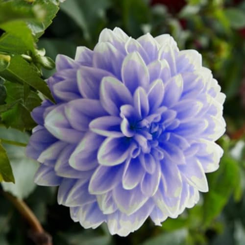 Dahlien (Dahlia) - Winterharte & Mehrjährige Sommerblüher - Besondere Farbvariationen mit Langer Blütezeit - Ideal für Beet, Kübel und Schnittblumen-6 stück-D