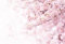 Fototapete Kirschblüten Natur Baum Frühling Schlafzimmer Wohnzimmer | 3,84 m x 2,6 m | Rosa, Weiß