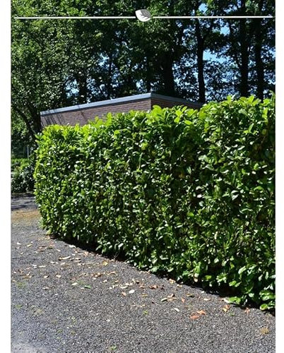 Kirschlorbeer Lorbeerkirsche Novita 140-160 cm. 5 St. Kirschlorbeer Hecke