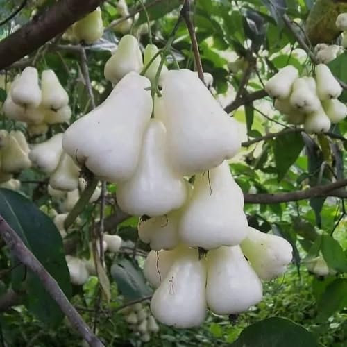 20 Pcs Syzygium Samarangense Samen - Obstbäume, Winterharte Pflanzen Für Garten Pflanzen Anzucht, Grünpflanzen Zimmerpflanzen Säulenobstbäume, Exotische Pflanzen Winterhart Obst Samen,