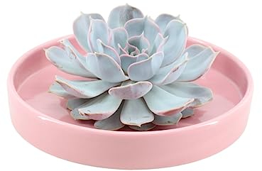 ROOTLESS by Aloe Demi | echte Sukkulent lilac in rosa Keramik Schale Ø20 cm | Echeveria Lilacina Ø12-14 cm - 5 cm | echte Sukkulent Pflanzen | Succulenten | Kakteen | Sukkulent | Kaktus