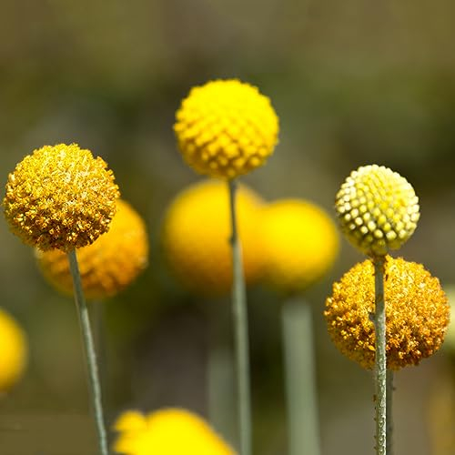 600 pcs trommelstock pflanze samen - gewächshaus balkon blumensamen bienenwiese Trommelstöckchen,Craspedia Globosa drumstick, ausgefallene geschenke pflanzenkübel winterharte kübelpflanzen