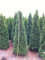 Thuja occidentalis 'Smaragd' 200-225 cm - Lebensbaum, immergrün, pyramidenförmig, ideal als Hecke, winterhart, pflegeleicht