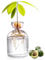 VASO AVOCADO, VASSO DI AVOCADO da 3,4x5,4 pollici di avocado, fioriera di coltivazione dell'albero di avocado, vasi di gemme trasparenti per il radicamento dell'acqua
