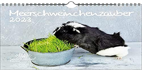 Meerschweinchenzauber DIN A4 Kalender für 2023 Meerschweinchen - Seelenzauber