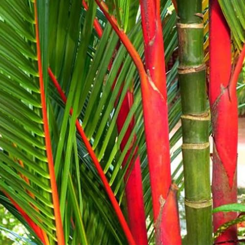 40 semi di palma rossa
