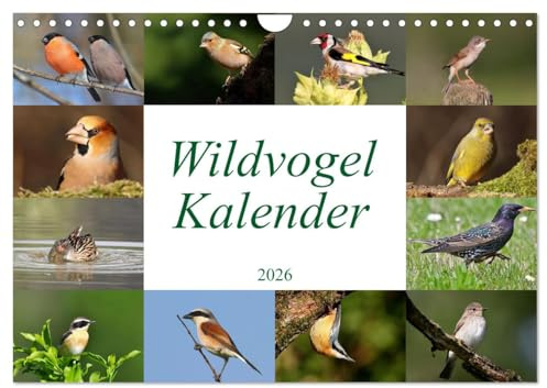 Wildvogelkalender (Wandkalender 2026 DIN A4 quer), CALVENDO Monatskalender: Das ideale Geschenk für Vogelliebhaber (CALVENDO Tiere)