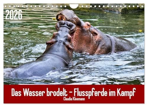 Das Wasser brodelt - Flusspferde im Kampf (Wandkalender 2026 DIN A4 quer), CALVENDO Monatskalender: Eines der gefährlichsten Tiere der Welt im Kampf (CALVENDO Tiere)
