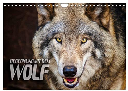 Begegnung mit dem Wolf (Wandkalender 2026 DIN A4 quer), CALVENDO Monatskalender: Faszinierende Aufnahmen von Wölfen aus verschiedenen Territorien (CALVENDO Tiere)