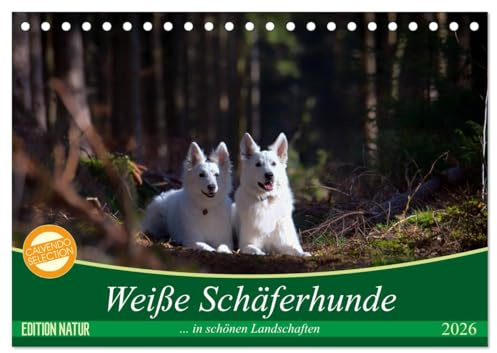 Weiße Schäferhunde in schönen Landschaften (Tischkalender 2026 DIN A5 quer), CALVENDO Monatskalender: Weiße Schäferhunde präsentieren sich in bezaubernder Natur (CALVENDO Tiere)