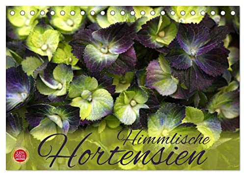 Himmlische Hortensien (Tischkalender 2026 DIN A5 quer), CALVENDO Monatskalender: 12 wunderbare Hortensien Portraits (CALVENDO Natur)