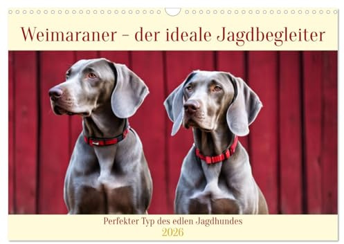 Weimaraner - der ideale Jagdbegleiter (Wandkalender 2026 DIN A3 quer), CALVENDO Monatskalender: Perfekter Typ des edlen Jagdhundes (CALVENDO Tiere)