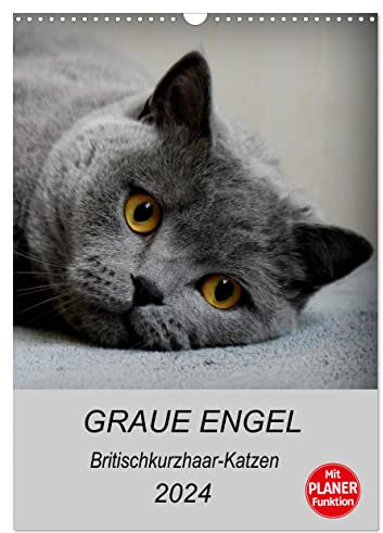 Graue Engel - Britischkurzhaar-Katzen (Wandkalender 2024 DIN A3 hoch), CALVENDO Monatskalender: Traumhafte Porträtfotos von Britischkurzhaar-Katzen (CALVENDO Tiere)