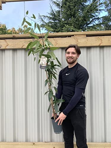 Clematis armandii Apple Blossom | 1m Tall | Evergreen & Fragrant