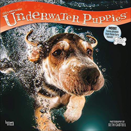 Underwater Puppies – Welpen unter Wasser 2019 - 16-Monatskalender (Wall-Kalender): Original BrownTrout-Kalender [Mehrsprachig] [Kalender]