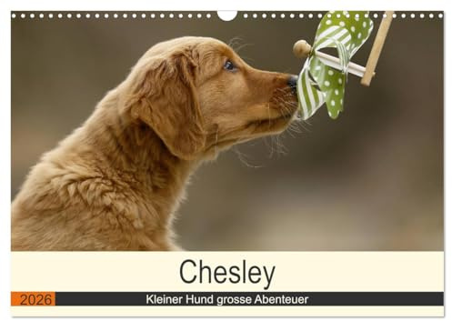 Chesley Kleiner Hund grosse Abenteuer (Wandkalender 2026 DIN A3 quer), CALVENDO Monatskalender: Fröhlicher Wald und Wiesen Streifzug eines Golden Retriever Welpen (CALVENDO Tiere)