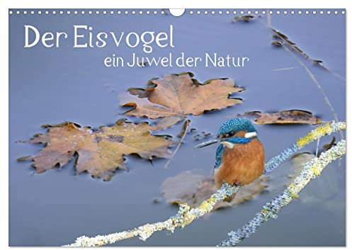 Der Eisvogel, ein Juwel der Natur (Wandkalender 2026 DIN A3 quer), CALVENDO Monatskalender: So einen schönen Vogel in Deutschland zu sehen gibt der ... zu schätzen und zu schützen. (CALVENDO Tiere)
