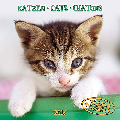Cats/Katzen 2024: Kalender 2024