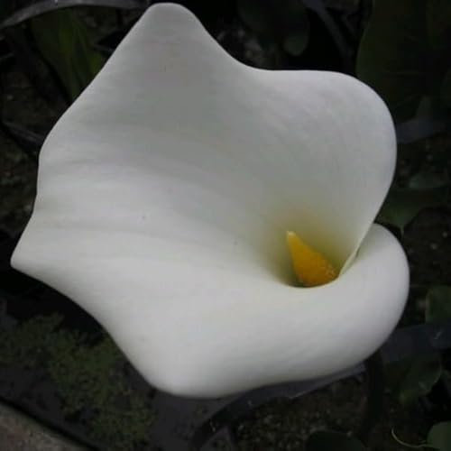Plant Theory 1 Litre Aquatic Pot Zantedeschia Aethiopica Crowborough Arum Lily Pond Plants