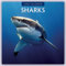 Sharks – Haie 2024 – 16-Monatskalender: Original Red Robin Publishing Ltd-Kalender [Mehrsprachig] [Kalender] (Wall-Kalender)