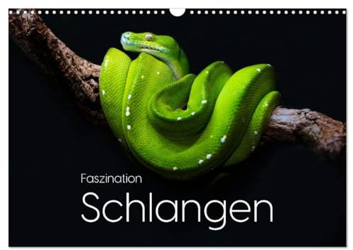 Faszination Schlangen (Wandkalender 2026 DIN A3 quer), CALVENDO Monatskalender: Entdecke die einzigartige Welt der Schlangen. (CALVENDO Tiere)