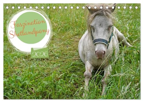 Faszination Shetlandpony (Tischkalender 2026 DIN A5 quer), CALVENDO Monatskalender: Ausgewählte Motive vom blauäugigen Shetlandpony Fredo (CALVENDO Tiere)
