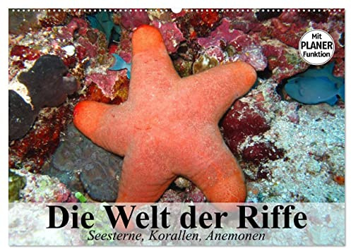 Die Welt der Riffe. Seesterne, Korallen, Anemonen (Wandkalender 2026 DIN A2 quer), CALVENDO Monatskalender: Die erstaunlichen Gärten und Blütenformen der Meere (CALVENDO Tiere)