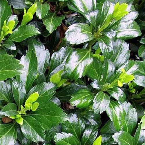 6x Dickmännchen 'Green Sheen' - Pachysandra terminalis 'Green Sheen' - Topf 9x9cm