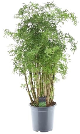 Trendyplants - Polyscias Hawaiiana Ming - Aralia - Zimmerpflanze - Höhe 80-100 cm - Topfgröße Ø19cm